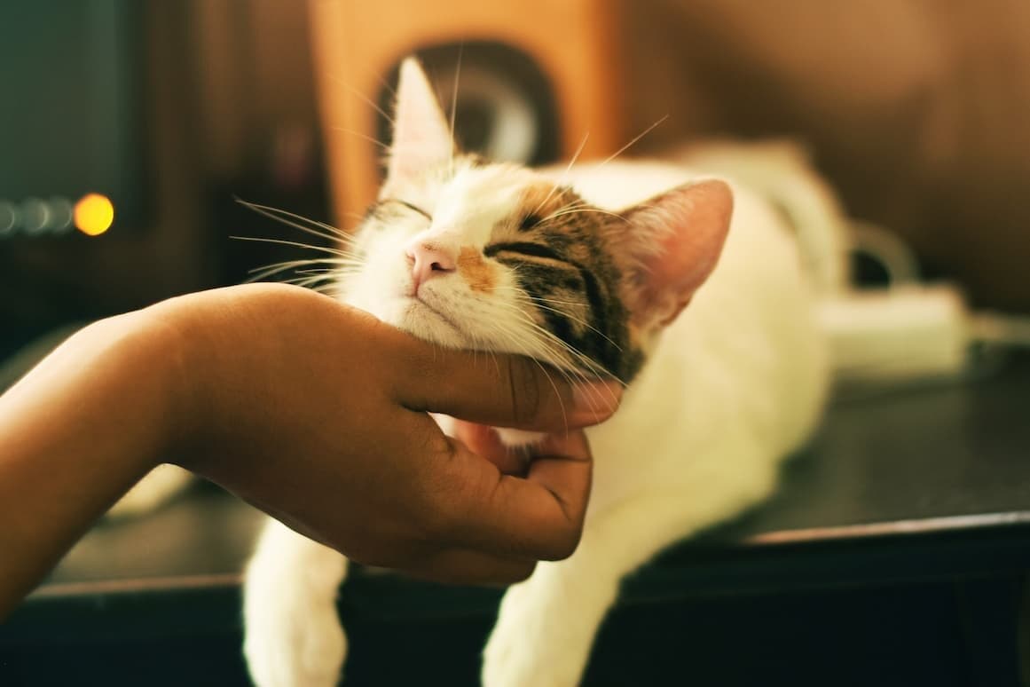 Mèo yêu cứu thế giới - Nghiên cứu căn bệnh bí ẩn của mèo đã vô tình lật tẩy thủ phạm gây AIDS