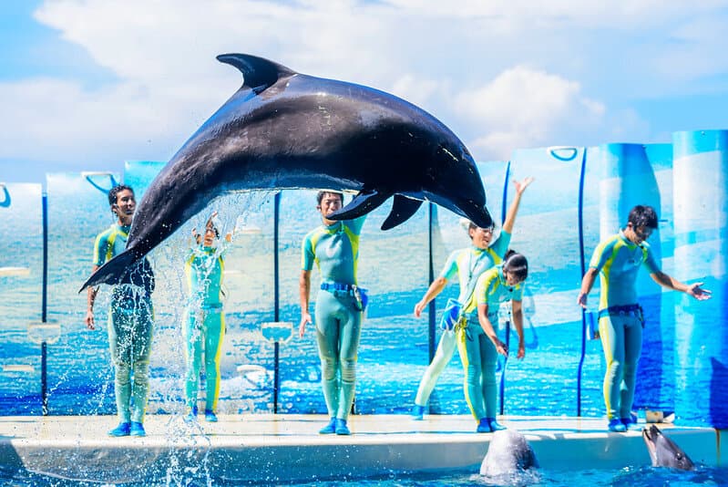Xoay, nhảy, nước mắt tuôn rơi: Di sản của rạp xiếc và tiếng kêu than của động vật biển trong các buổi biểu diễn